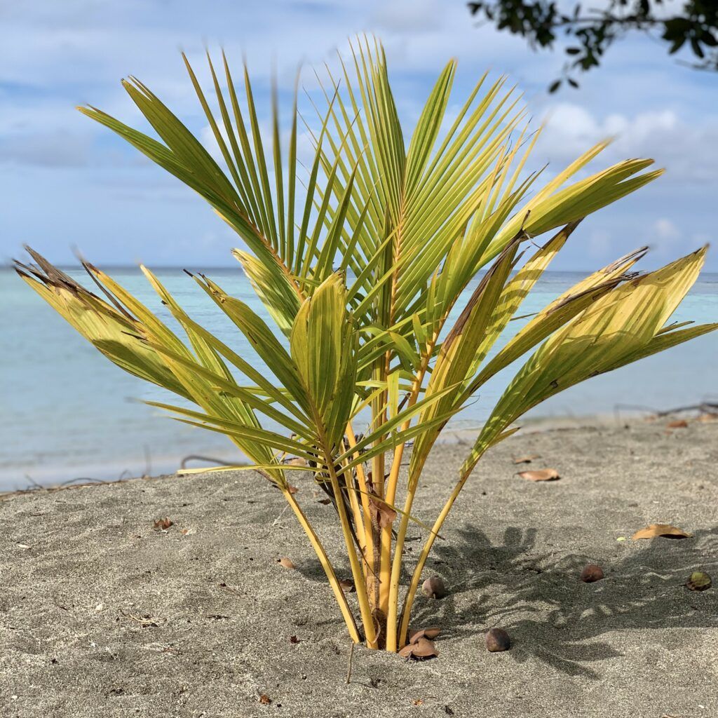 A young coconut palm tree growing on the a white sandy beach near the sea