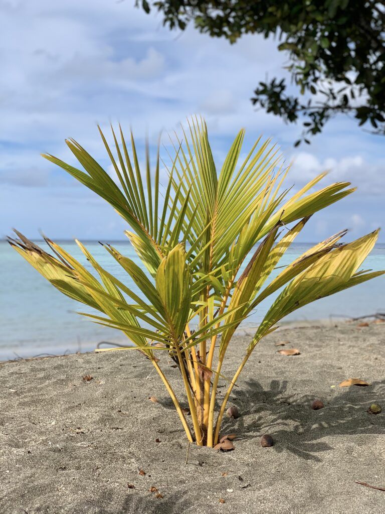 a young coconut growing on the sand